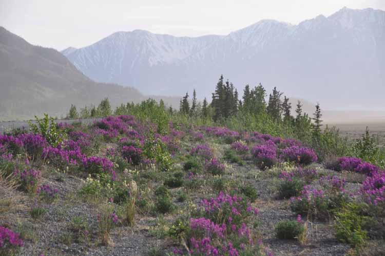 purple flower field